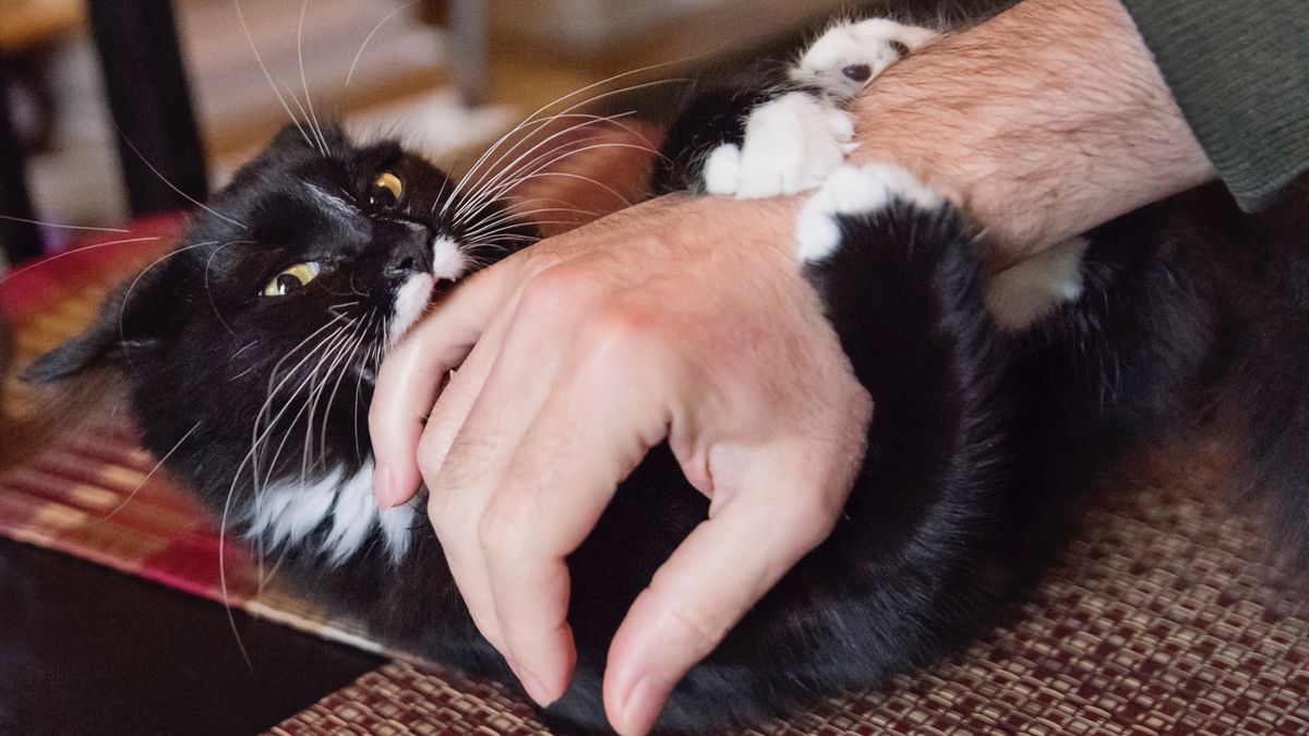 Cat play biting a human&#039;s hand and grasping their arm with its paws