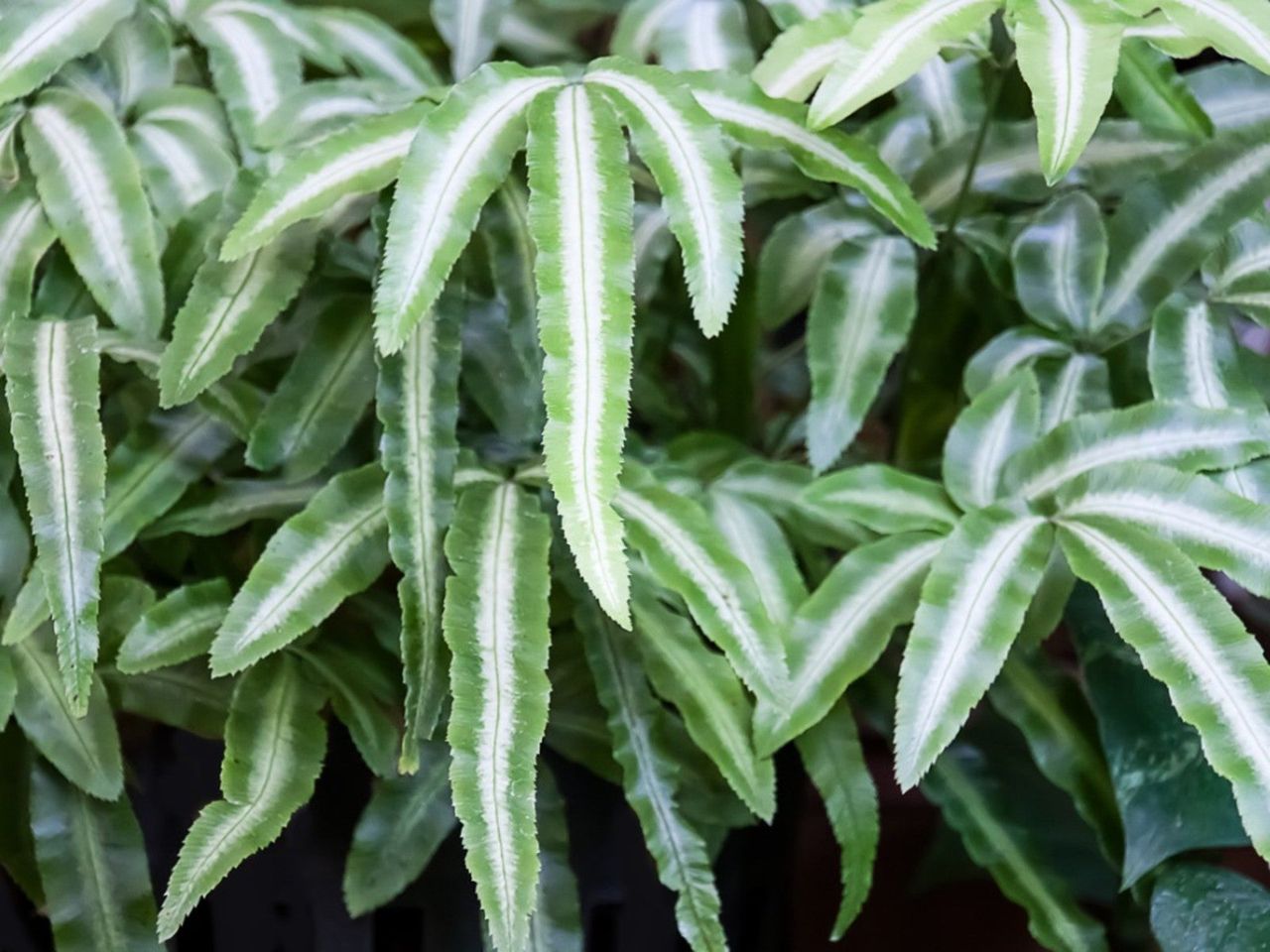 White-Green Brake Fern Plant