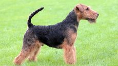 Welsh terrier