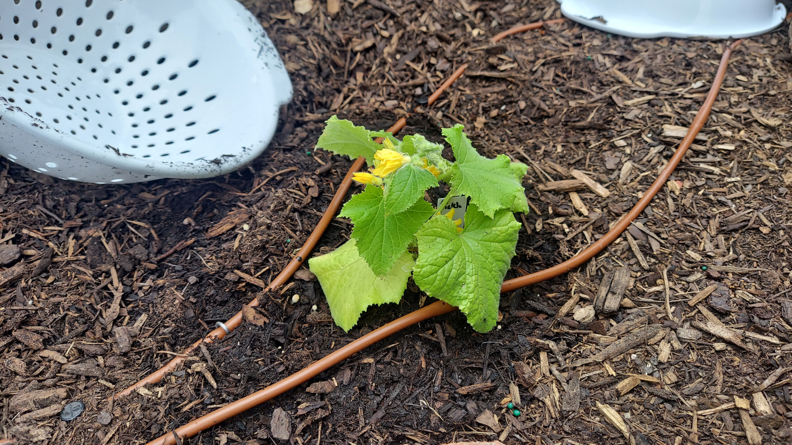 Small cucumber plant in garden bed with colander next to it