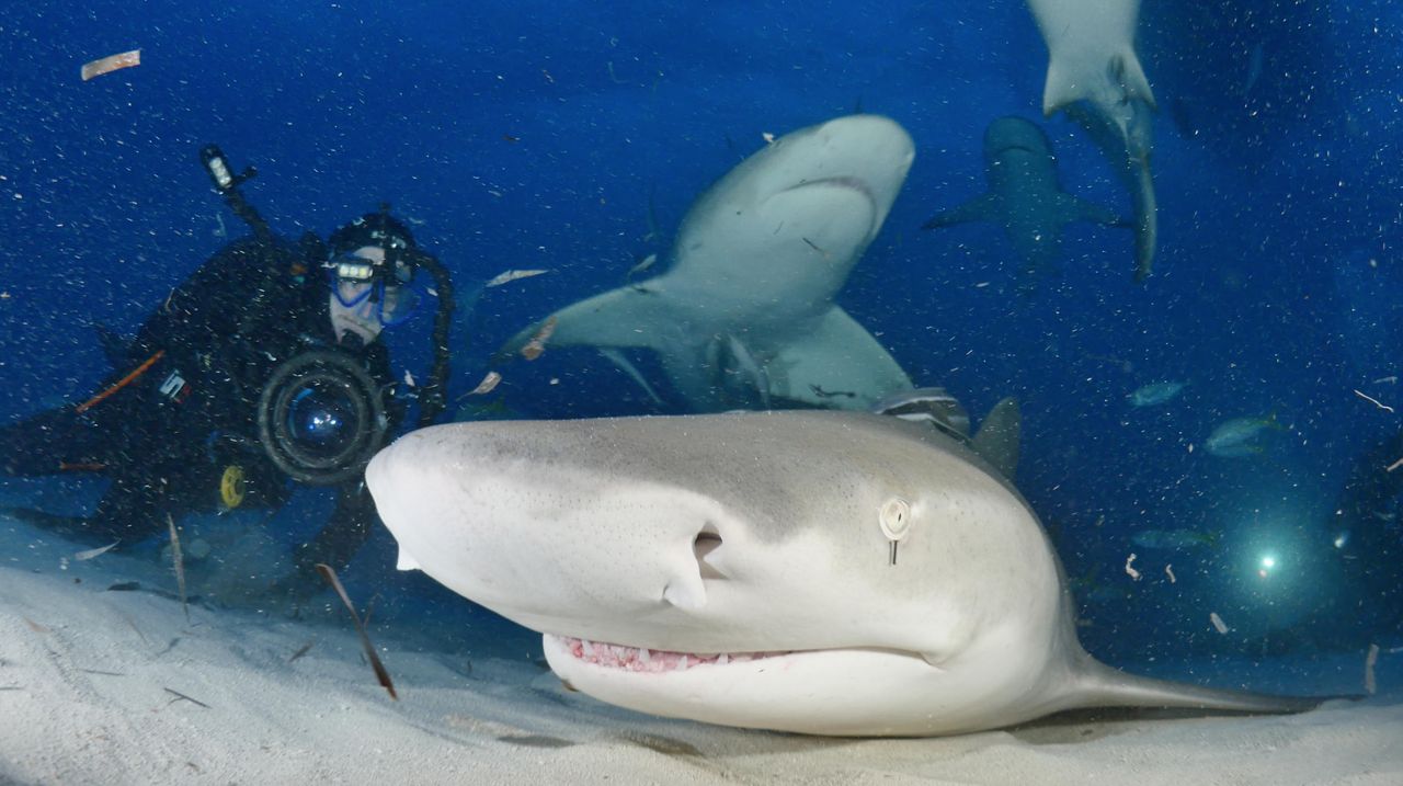Dan Abbott with whales and sharks