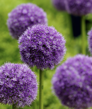 purple alliums in bloom