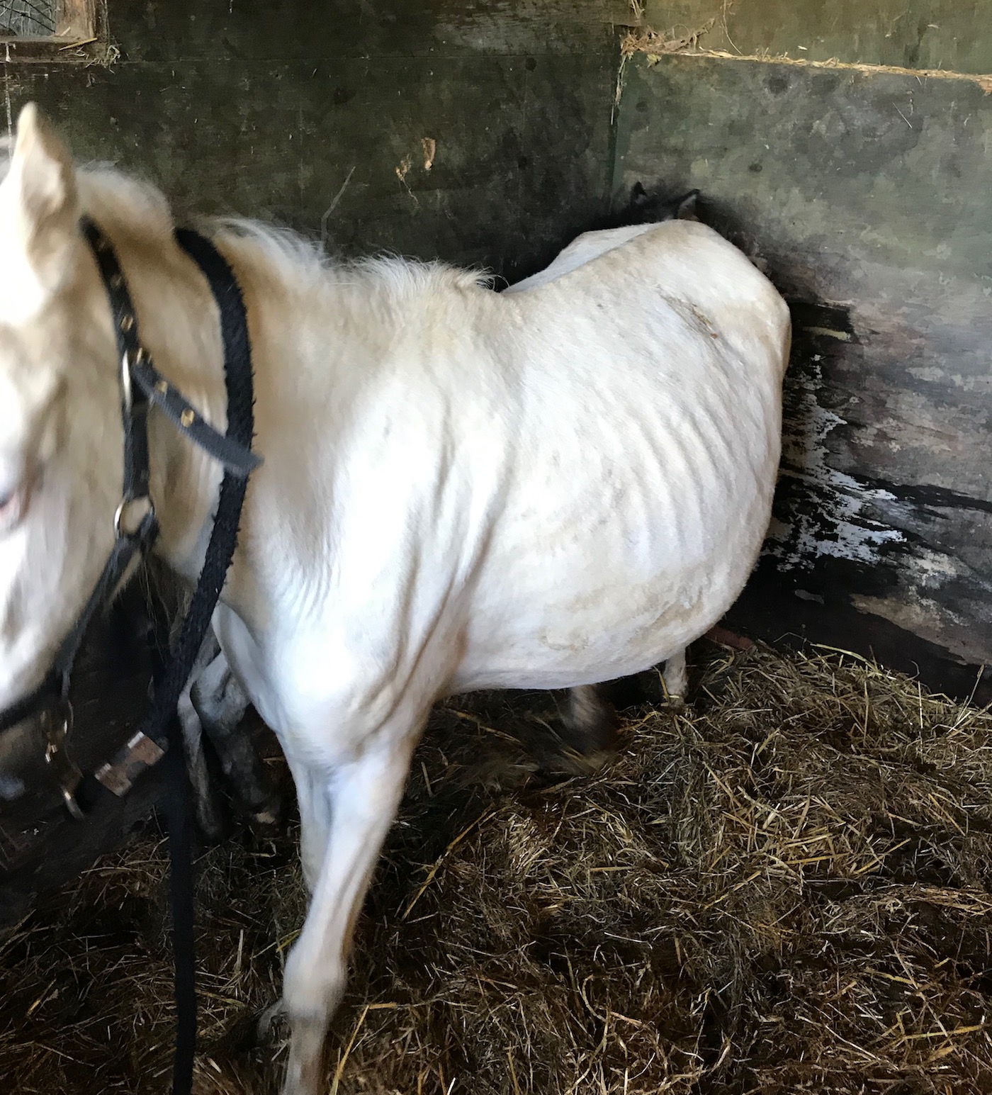 RSPCA-Sim-case.jpg