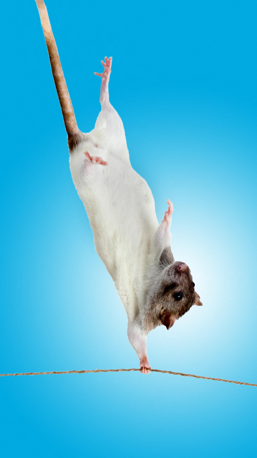 A close up shows a white rat with a brown head holding onto a small thread in front of a blue background.
