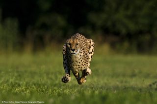 Sarah the cheetah runs.