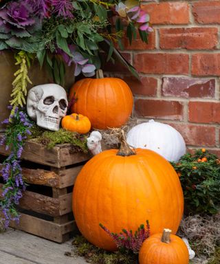 pumpkins, skull and crate in Halloween display