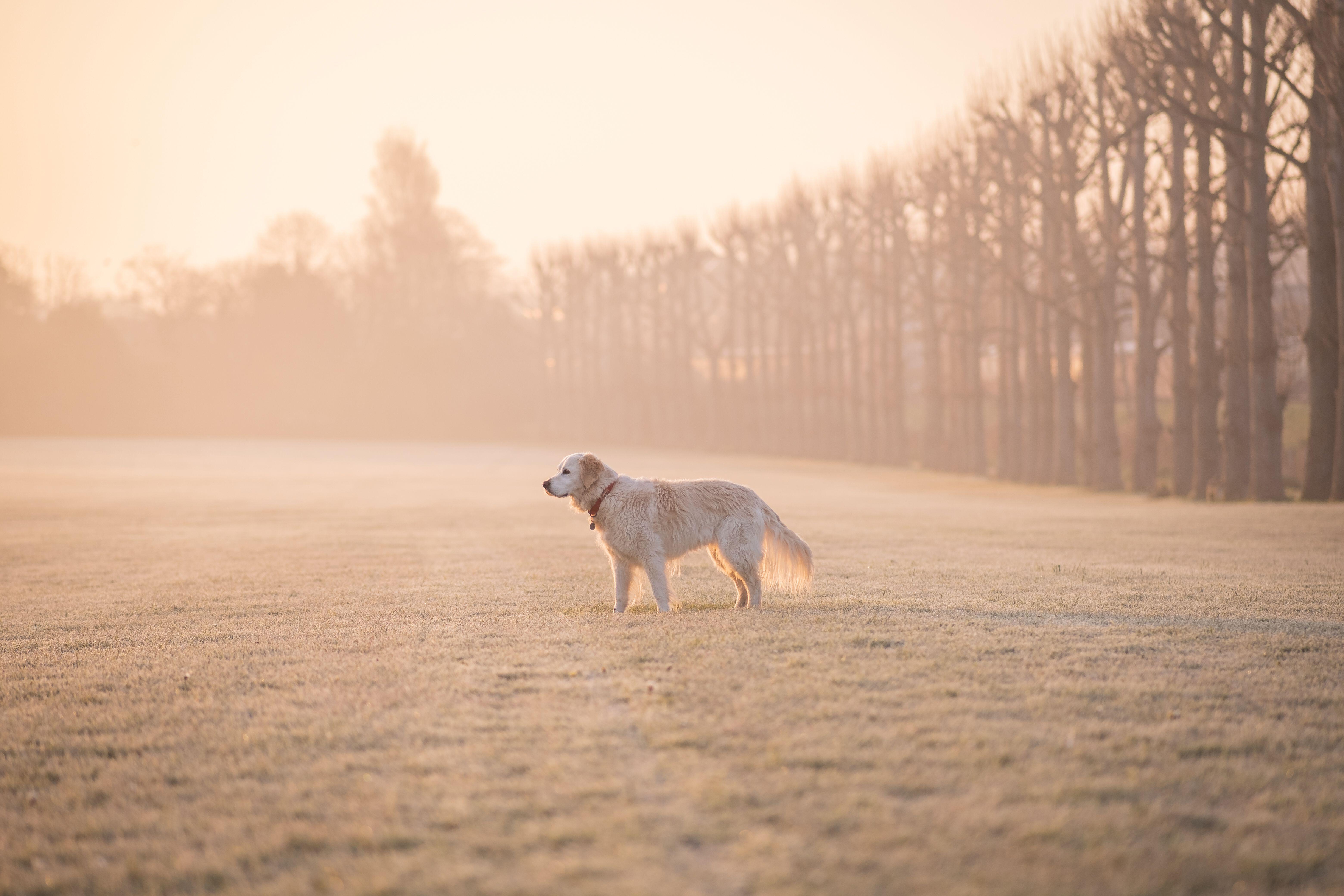 A Golden Retriever stands in a wide, frost-covered field at sunrise, surrounded by pale golden light and a distant line of leafless trees.