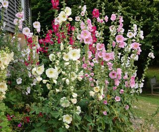 hollyhocks in mixed colors alongside garden wall