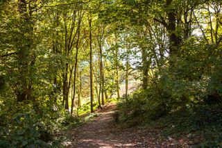 A woodland path on the Isle of Portland in the spring