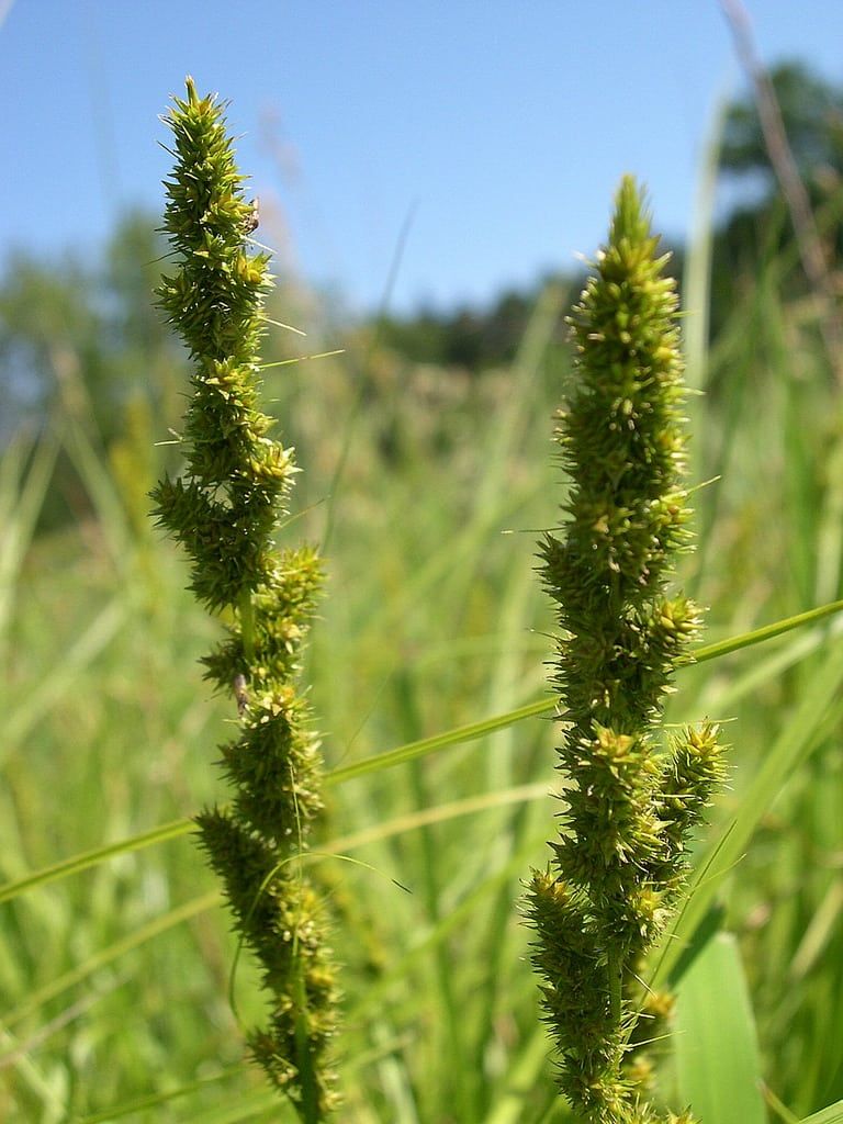 Fox Sedge Plant