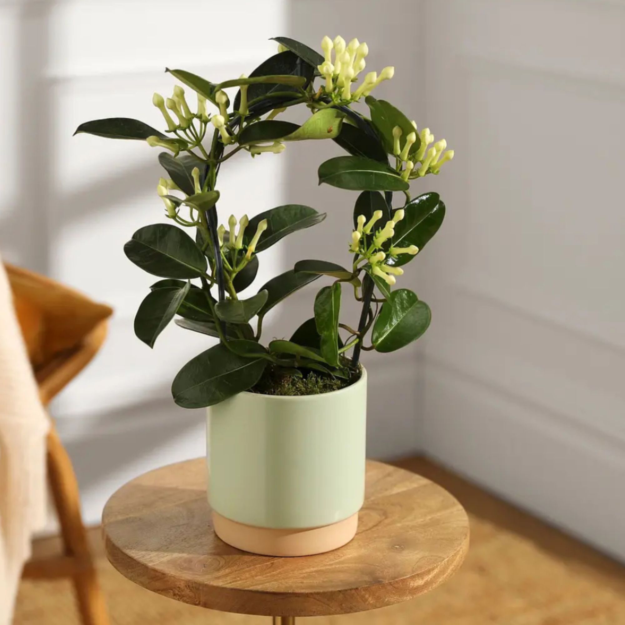 Stephanotis hoop plant Bloom &amp;amp; Wild