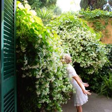 A woman in a white dress leans forward to smell a huge jasmine vine growing on the edge of a patio
