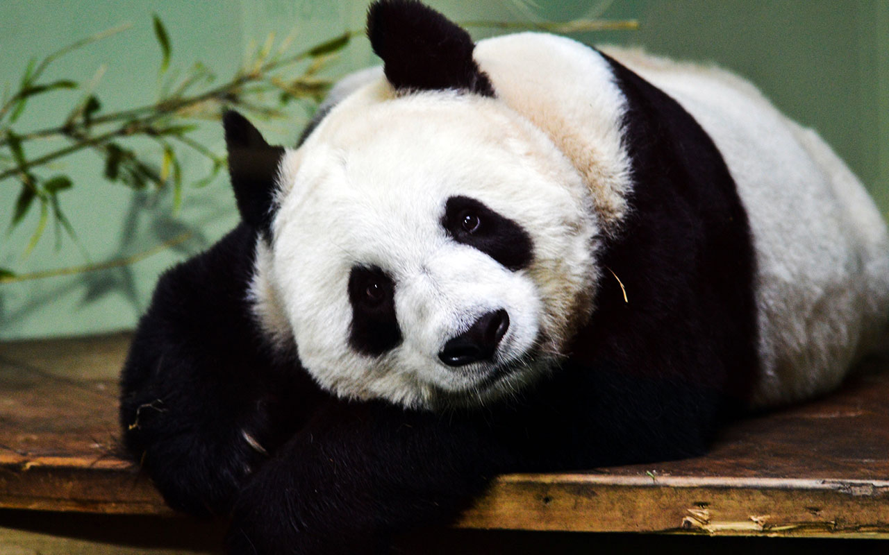 A Global Bear Market Is At Least on the Table