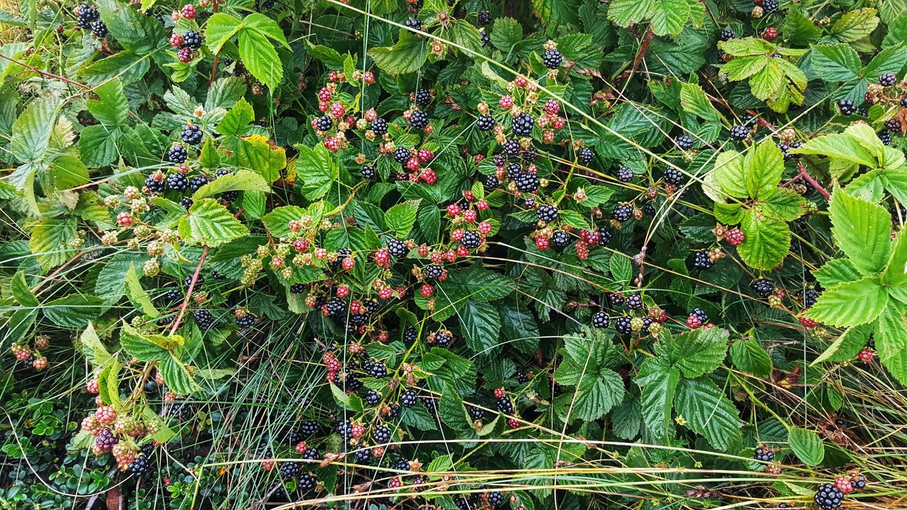 Bramble bush with lots of crossing stems, green leaves, and some berries growing on it