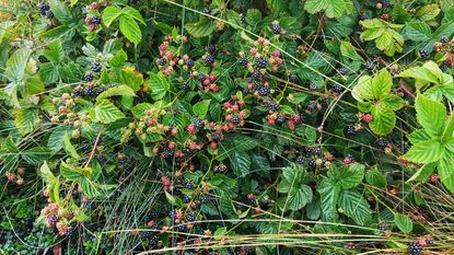 Bramble bush with lots of crossing stems, green leaves, and some berries growing on it