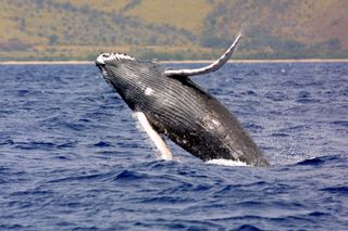 humpback whales in the ocean