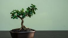 Bonsai tree in a metal pot with a sage green painted wall behind