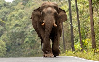 A profile image of a large asian elephant walking on a road , amidst trees in the background