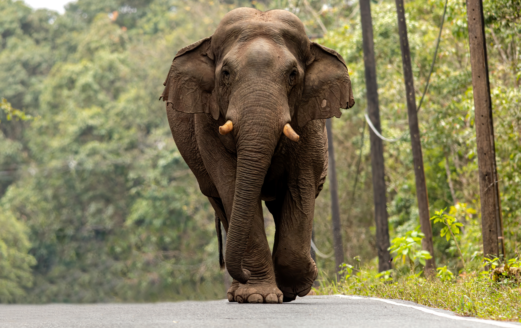 Uma imagem de perfil de um grande elefante asiático caminhando em uma estrada, em meio a árvores ao fundo