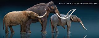Sculptures by artist Sergio de la Rosa show three elephant relatives, from left to right: the mastodon, the mammoth and the gomphothere.