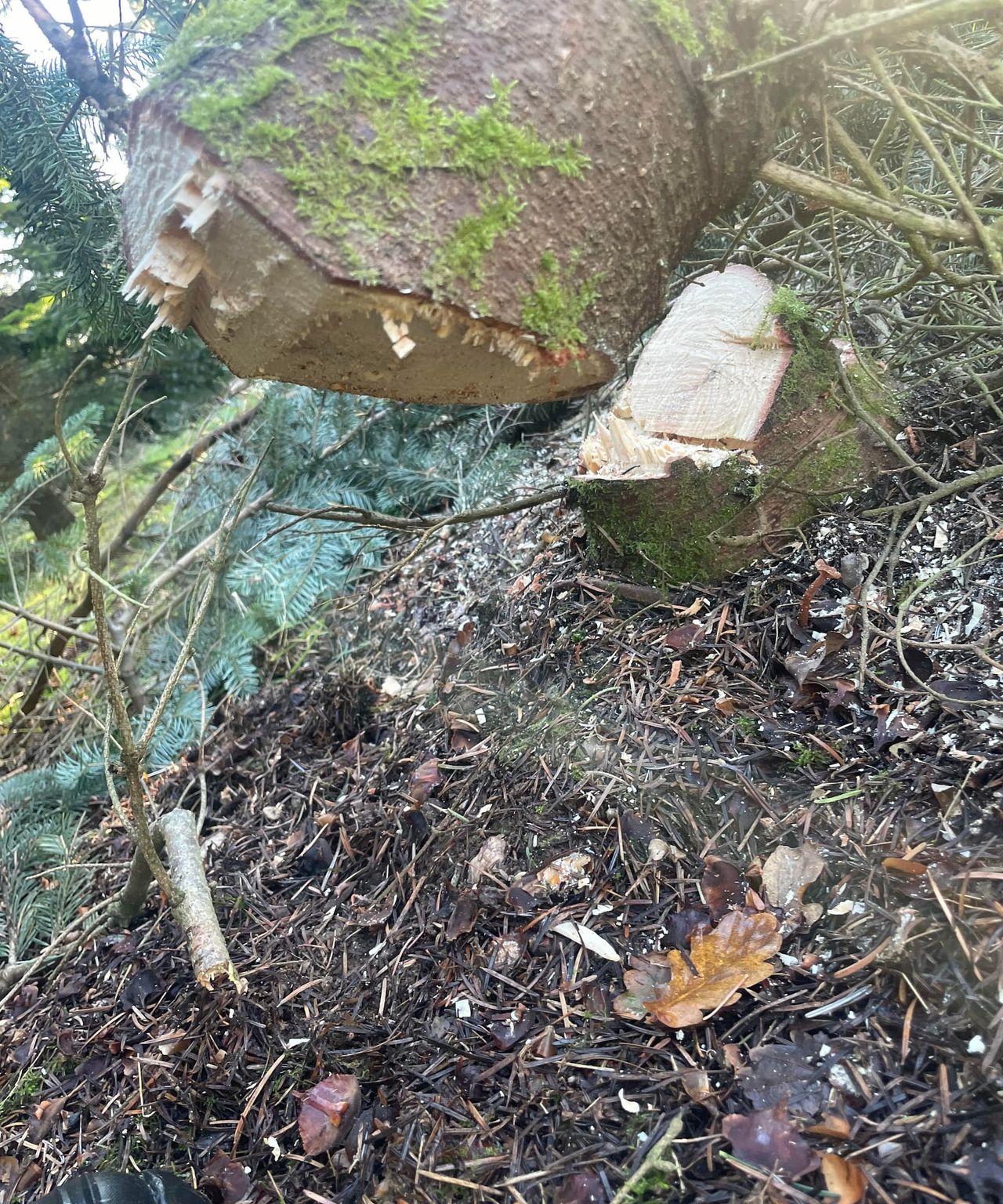 A cut down Christmas tree