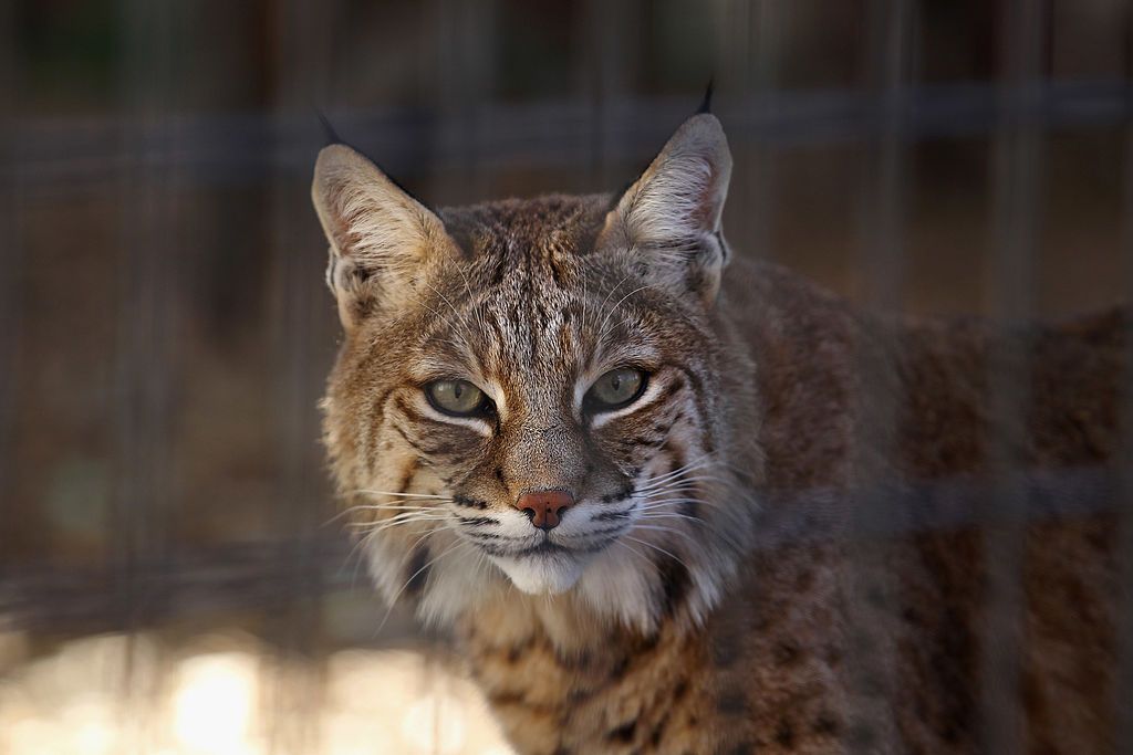 Bobcat.