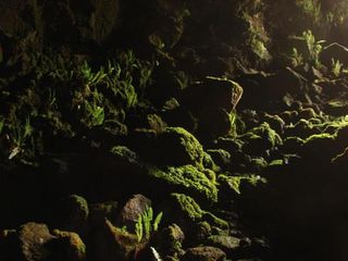 Moss in a cave on Easter Island where a new species of Psocoptera insect was discovered.