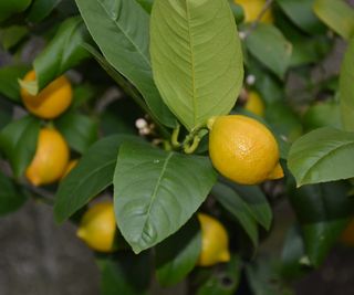Ripe lemons growing on a lemon tree