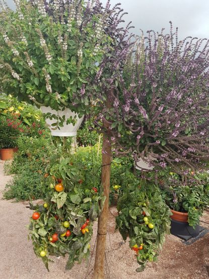 Tomatoes Growing Upside Down