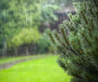 rain and evergreen shrub