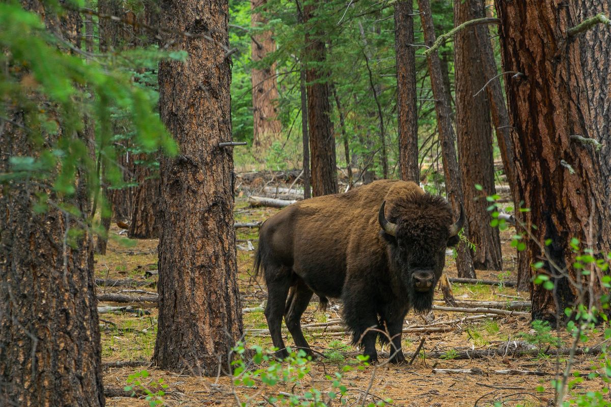 Beware the forest ninja bison of the Grand Canyon