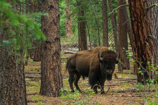 Bison in the woods of the North Rim of Arizona's Grand Canyon National Park