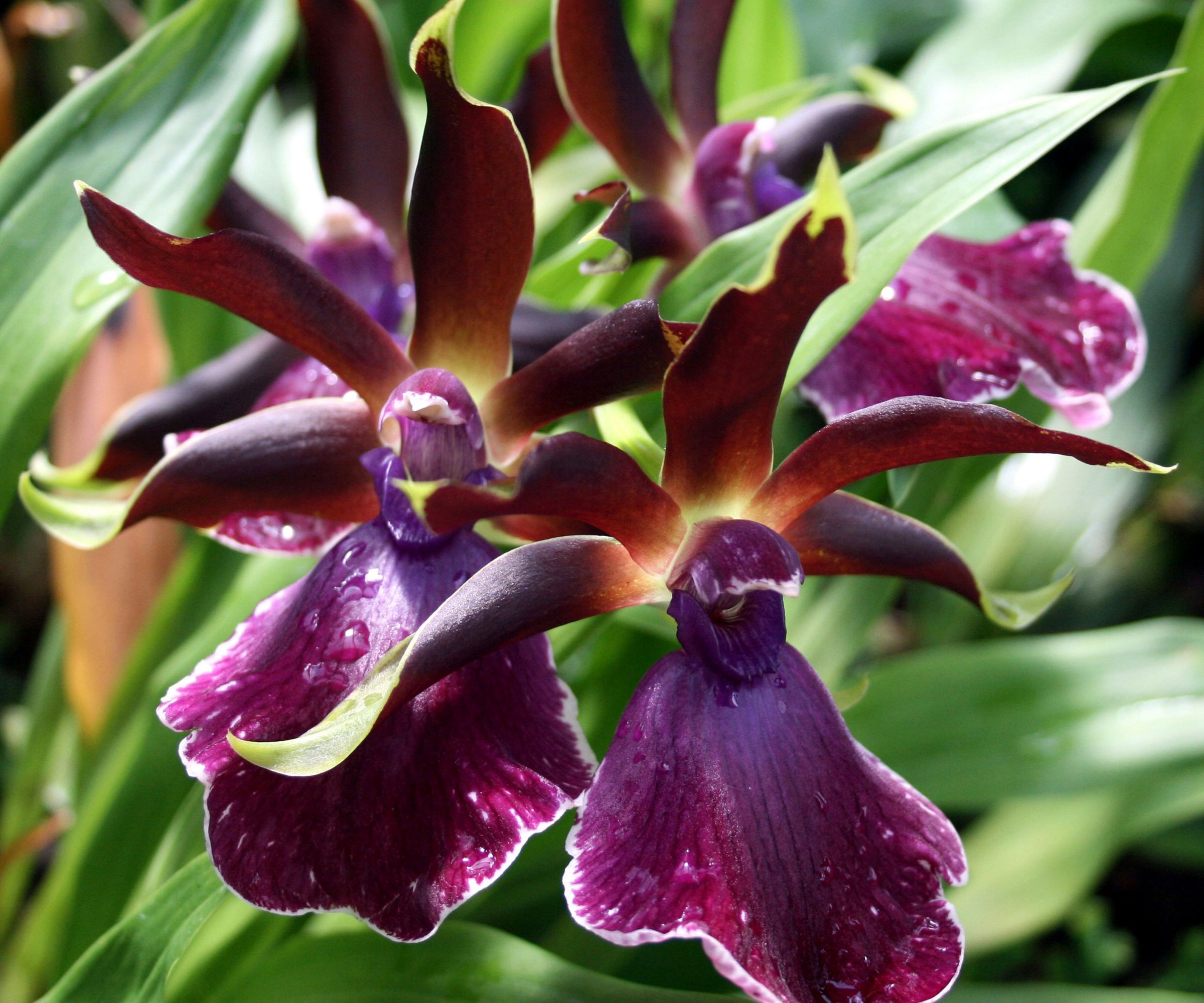 A stunning Zygopetalum tropical Orchid