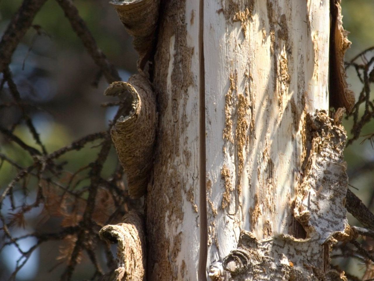 A tree with peeling bark and a long vertical crack