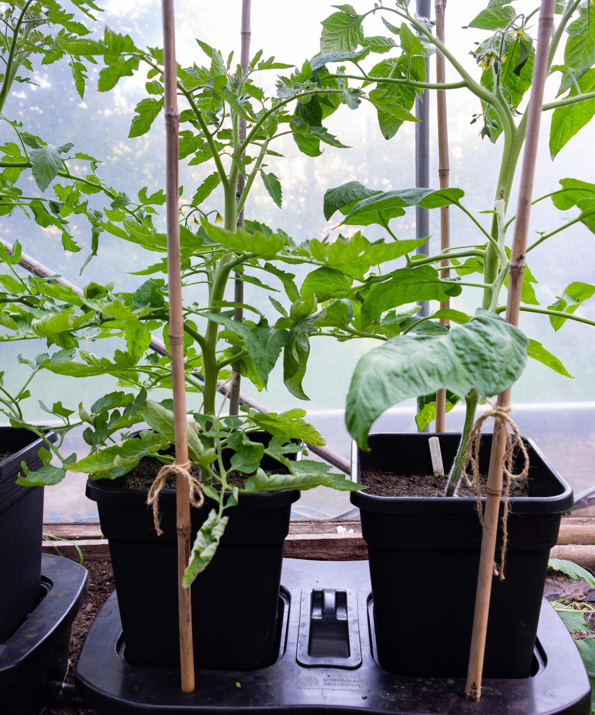 Tomato plants growing in a self-watering system