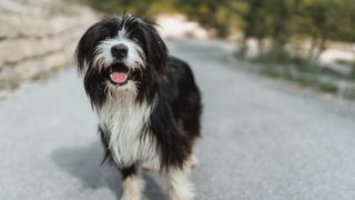 Tibetan Terrier