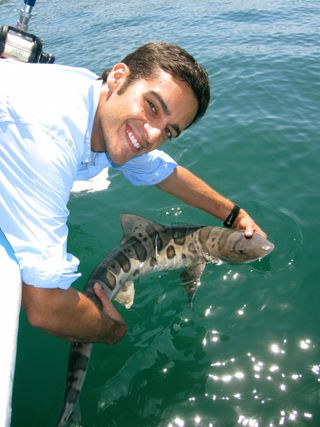 Study lead researcher Andrew Nosal, a postdoctoral researcher at the Scripps Institution of Oceanography and the Birch Aquarium, holds a leopard shark. Most of the sharks without plugged noses oriented themselves within about 30 minutes, and then swam in straight lines back to shore.
