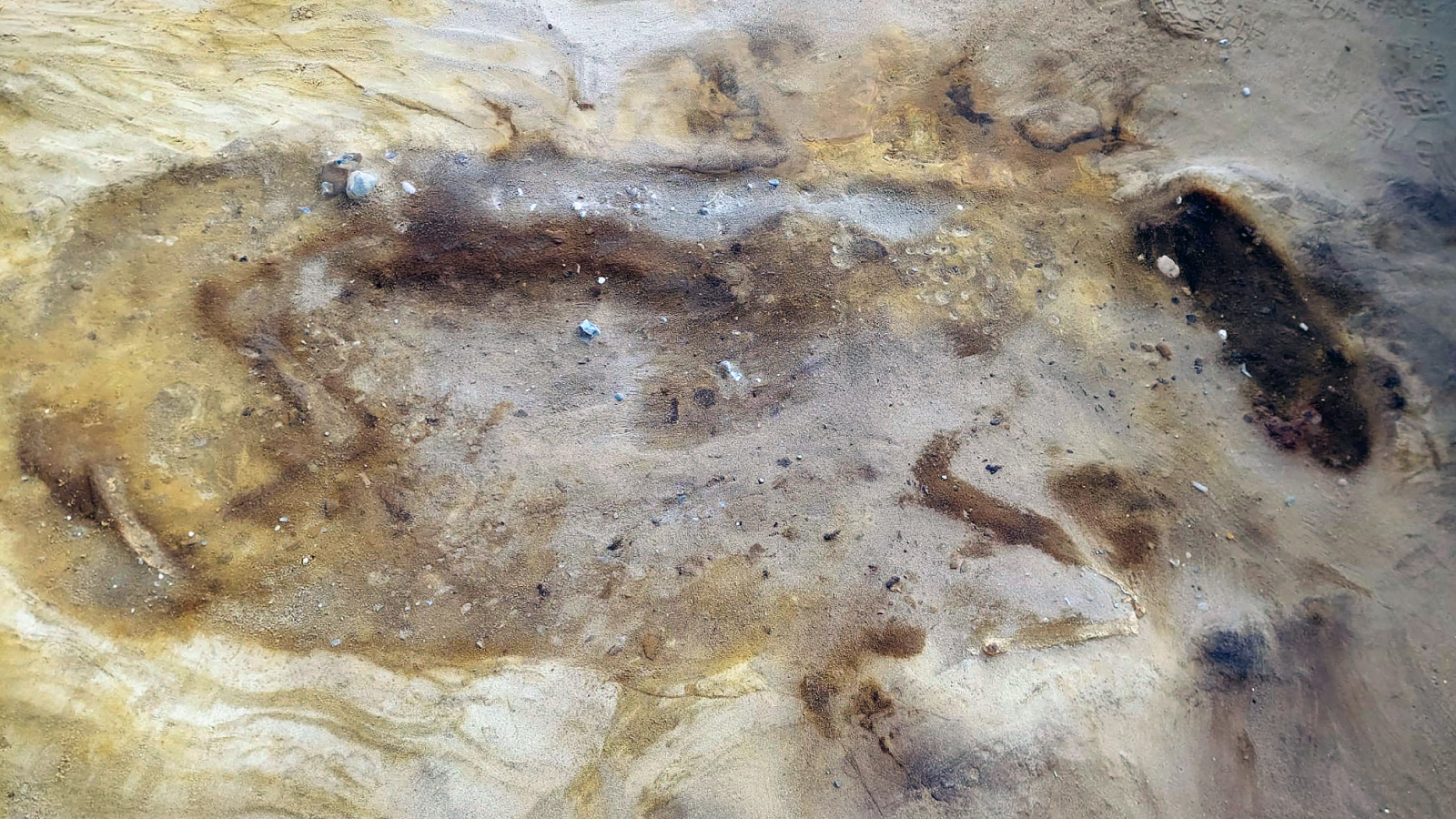 Horse burial from early medieval cemetery.