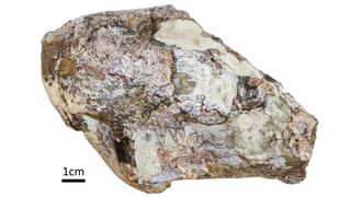 The gorgonopsian skull dates to the Permian period.