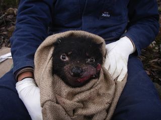 Tasmanian devil with facial tumor disease