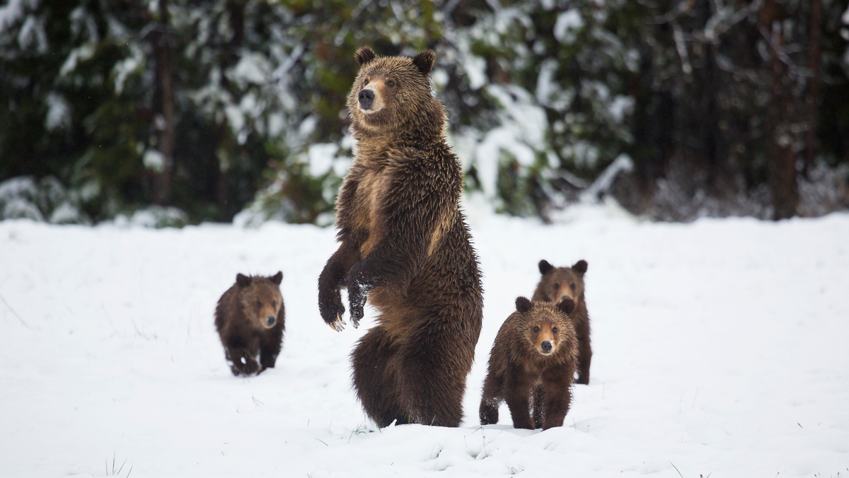 Grizzly bears in snow