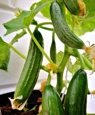 Cucumbers growing inside in a container