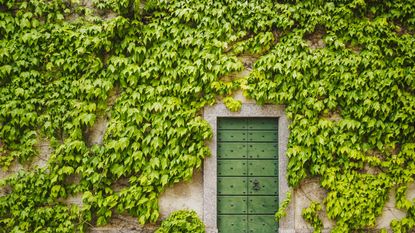 Green ivy climbing over a wall with a green gate