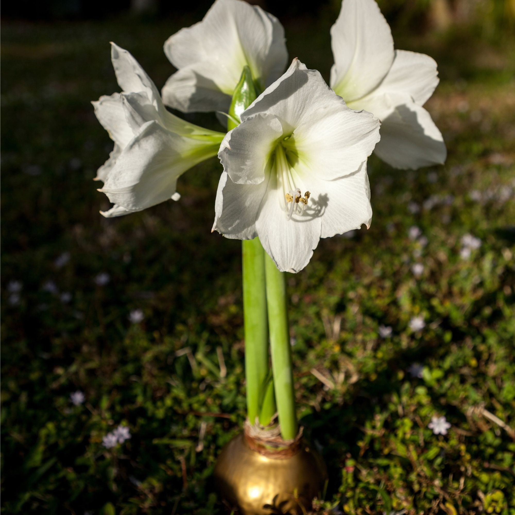 Gold waxed amaryllis bulb with white flowers