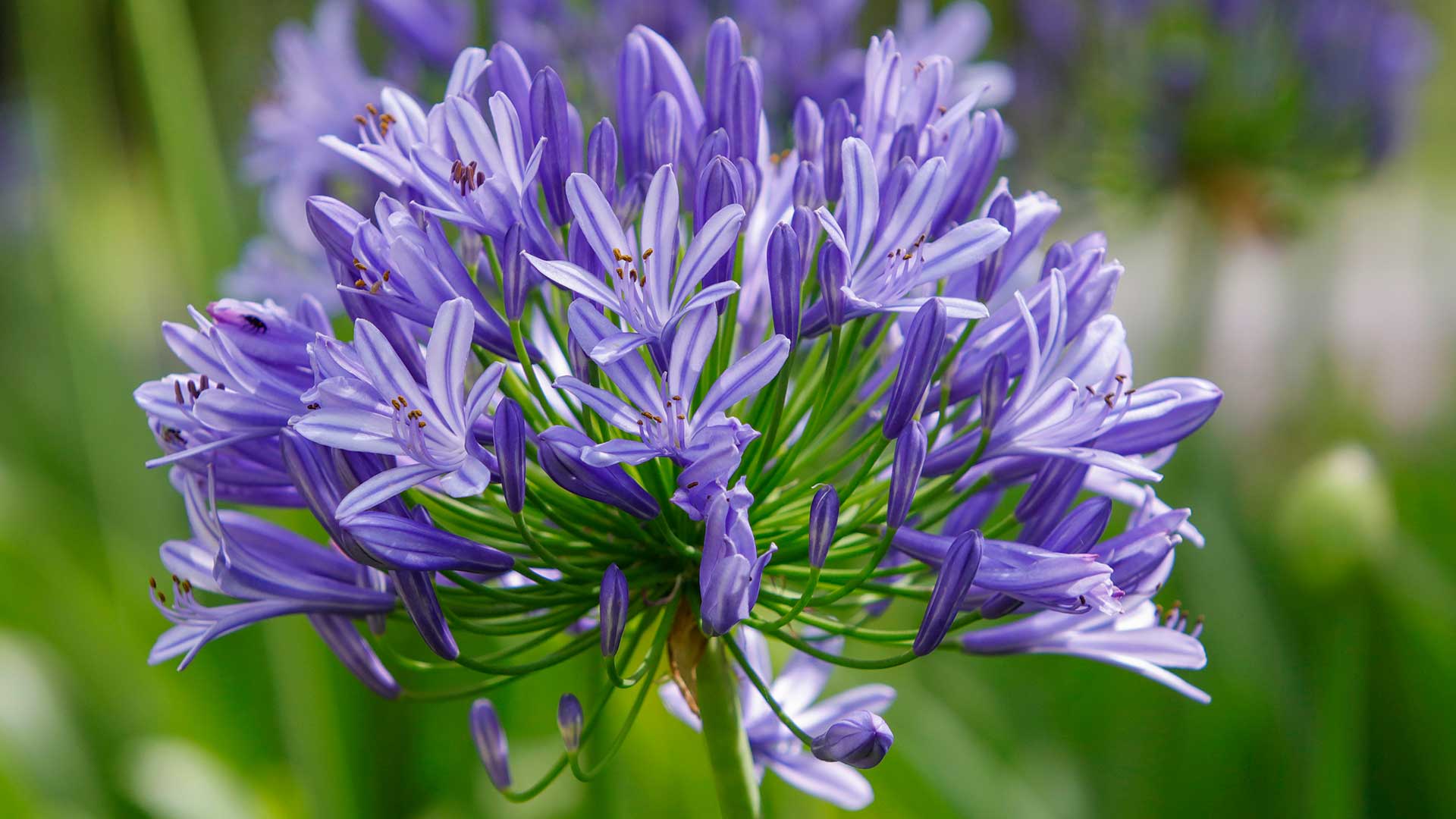 blue agapanthus in flower