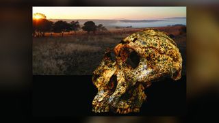 The extinct human relative Paranthropus robustus evolved rapidly during a turbulent time due to local climate change.