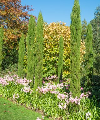 Italian Cypress trees in a garden border
