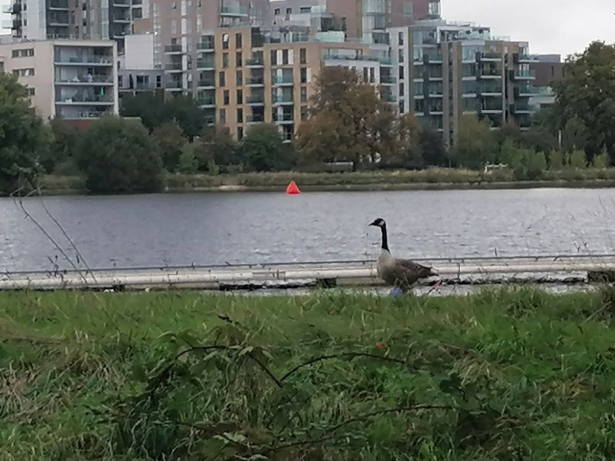 6x digital zoom doesn't look terrible, although it's still a distant shot of the goose