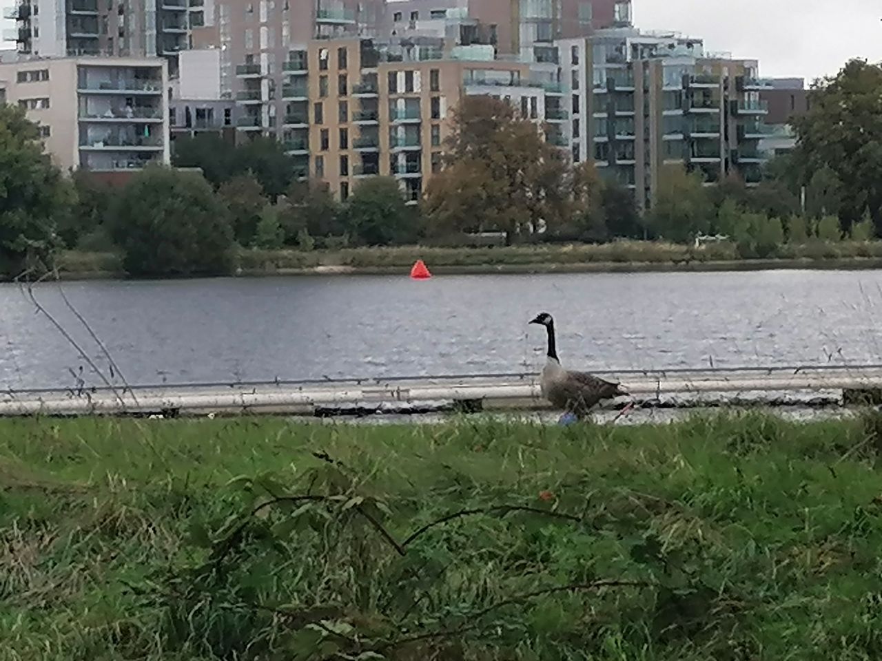 6x digital zoom doesn't look terrible, although it's still a distant shot of the goose