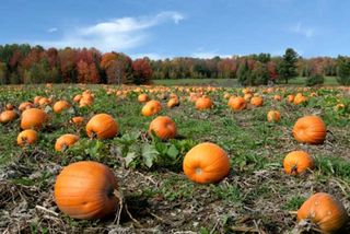 carving pumpkins, halloween, traditions, jack-o-lantern